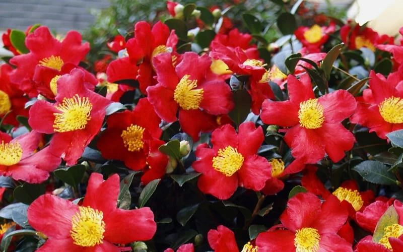 Yuletide Camellia Sasanqua - 6 Pack Of 1 Gallon Pots - Image 6