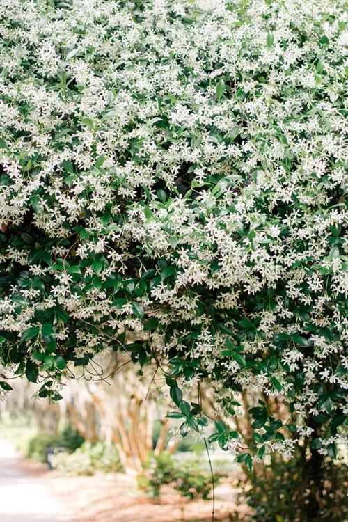 Madison Confederate Jasmine - 3 Gallon Pot - Image 6