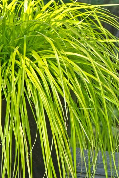 Evercolor Everillo Carex - 1 Gallon Pot - Image 8