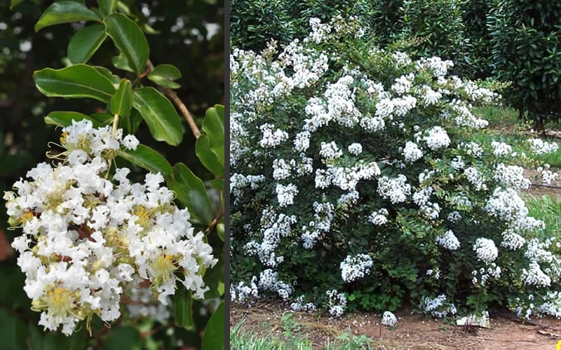 Acoma Weeping White Crape Myrtle - 7 Gallon Pot (3-4') - Image 6