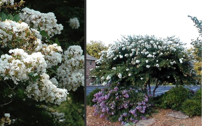 Acoma Weeping White Crape Myrtle - 7 Gallon Pot (3-4') - Image 5