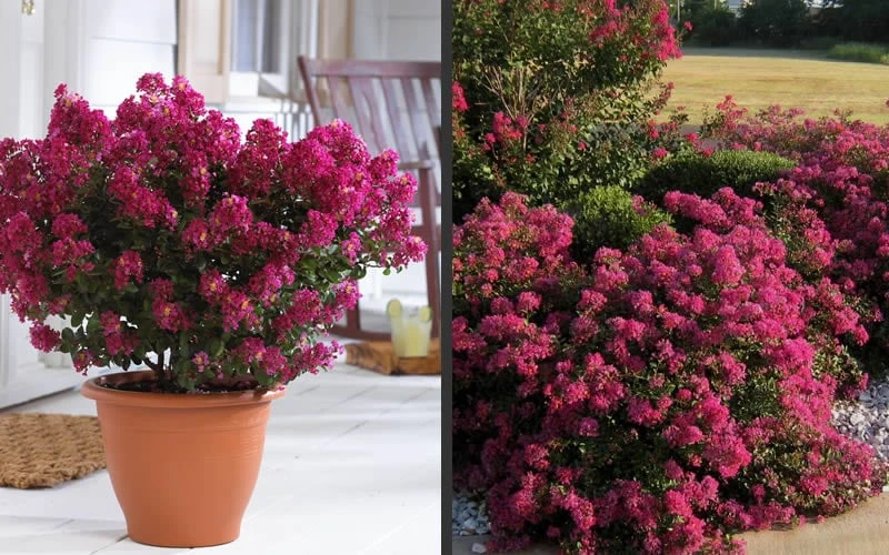 Berry Dazzle Dwarf Crape Myrtle - 3 Gallon Pot - Image 6