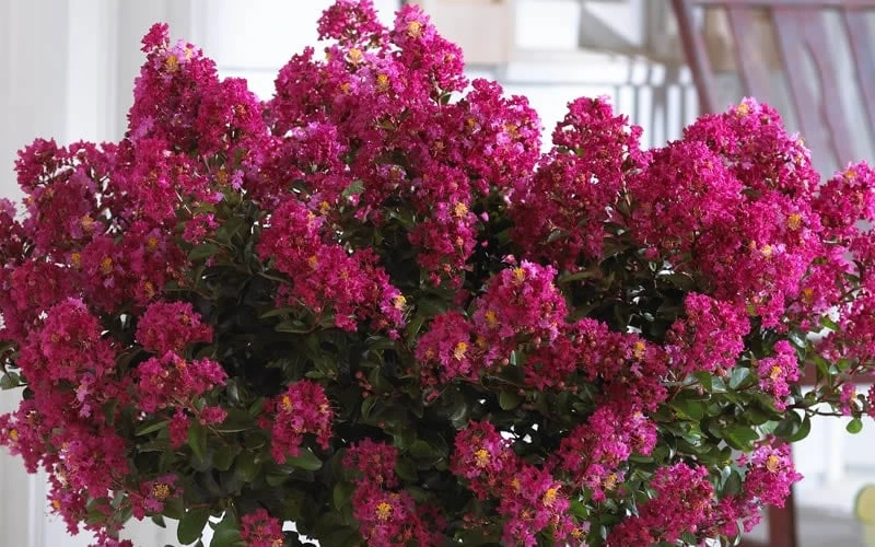 Berry Dazzle Dwarf Crape Myrtle - 3 Gallon Pot - Image 5