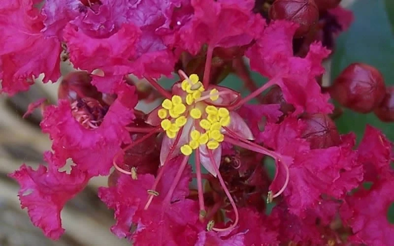 Berry Dazzle Dwarf Crape Myrtle - 3 Gallon Pot - Image 8