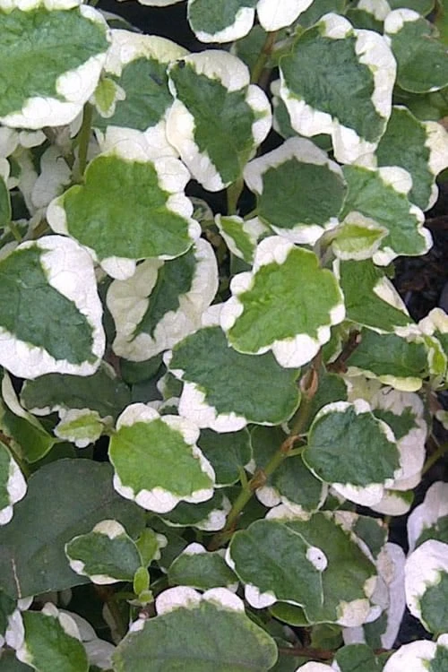 Variegated Creeping Fig (Ficus Pumila 'Variegata') - 10 Pack Of 4" Pint Pots - Image 5