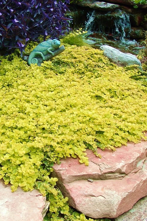 Golden Creeping Jenny - Lysimachia Nummularia Aurea - 18 Pack Of Pint Pots - Image 6