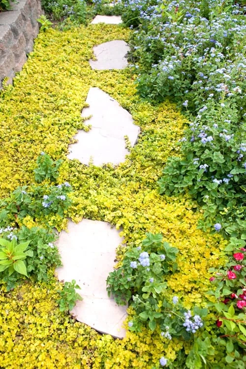 Golden Creeping Jenny - Lysimachia Nummularia Aurea - 6 Pack Of Pint Pots - Image 4