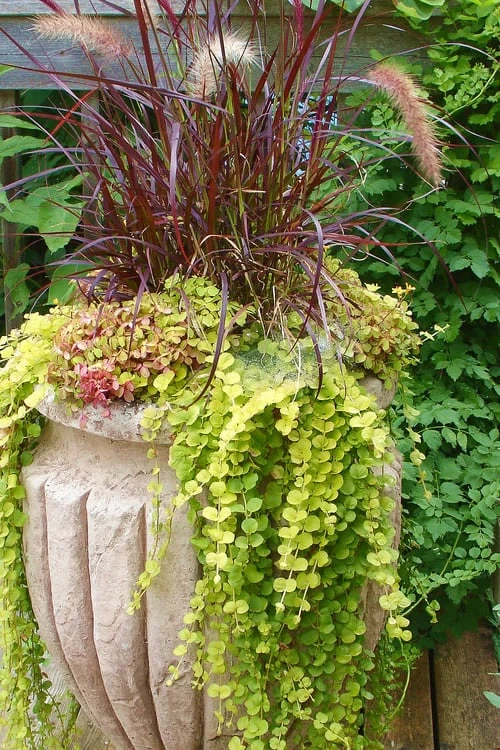 Golden Creeping Jenny - Lysimachia Nummularia Aurea - 18 Pack Of Pint Pots - Image 5