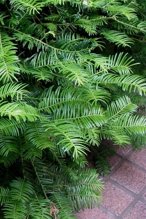 Creeping Japanese Plum Yew (Cephalotaxus Harringtonia 'Prostrata') - 6 Pack Of 1 Gallon Pots - Image 8