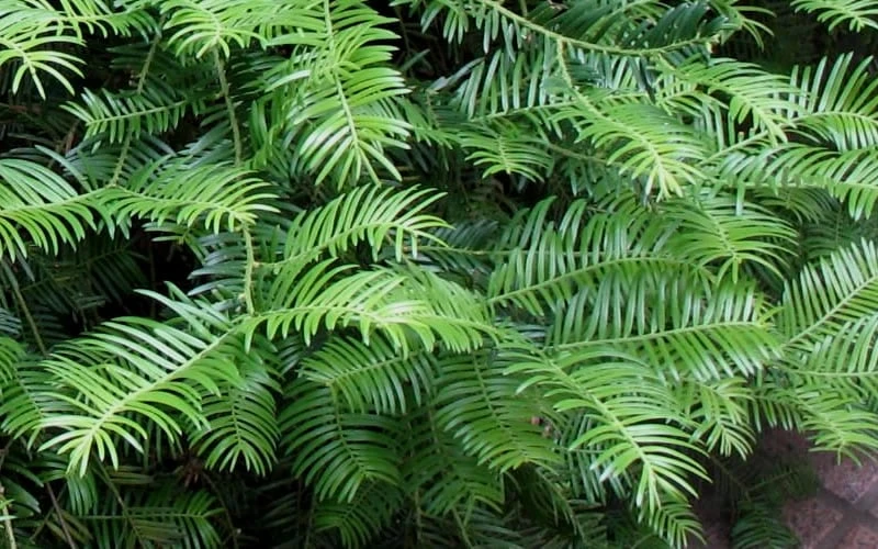 Creeping Japanese Plum Yew (Cephalotaxus Harringtonia 'Prostrata') - 3 Gallon Pot - Image 6