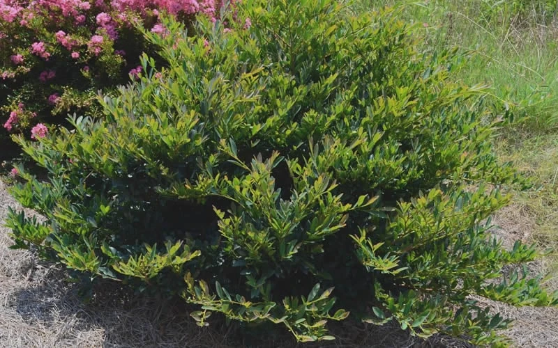 Blue Cascade Evergreen Witch Hazel (Distylium) - 3 Gallon - Image 4