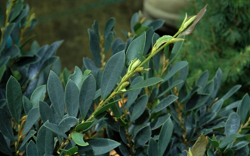 Blue Cascade Evergreen Witch Hazel (Distylium) - 3 Gallon - Image 7