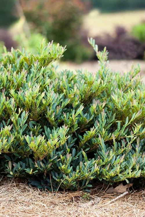 Cinnamon Girl Distylium (Evergreen Witch Hazel) - 3 Gallon Pot