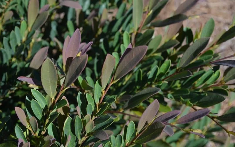 Cinnamon Girl Distylium (Evergreen Witch Hazel) - 3 Gallon Pot - Image 4