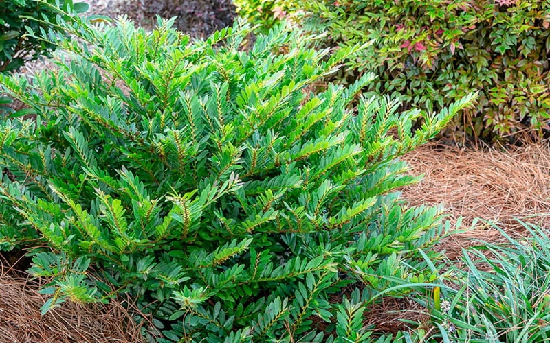 Jewel Box Distylium - 2 Gallon Pot - Image 4