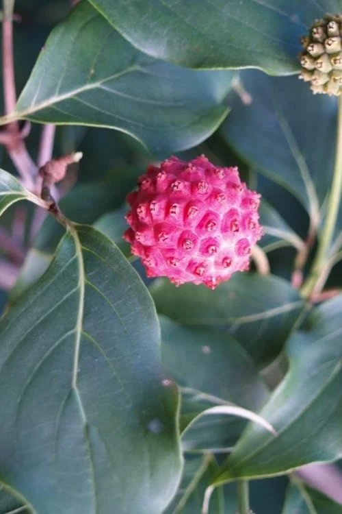 Empress Of China Dogwood - 5 Gallon Pot - Image 7