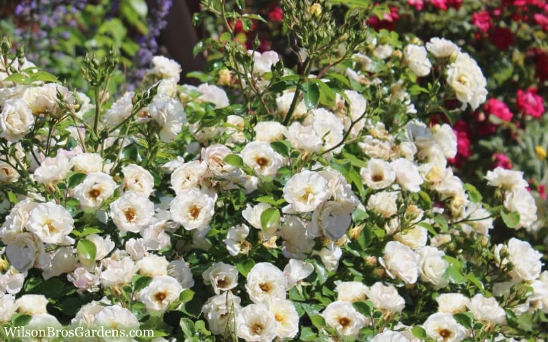 Popcorn Drift Groundcover Rose - 2 Gallon Pot - Image 5