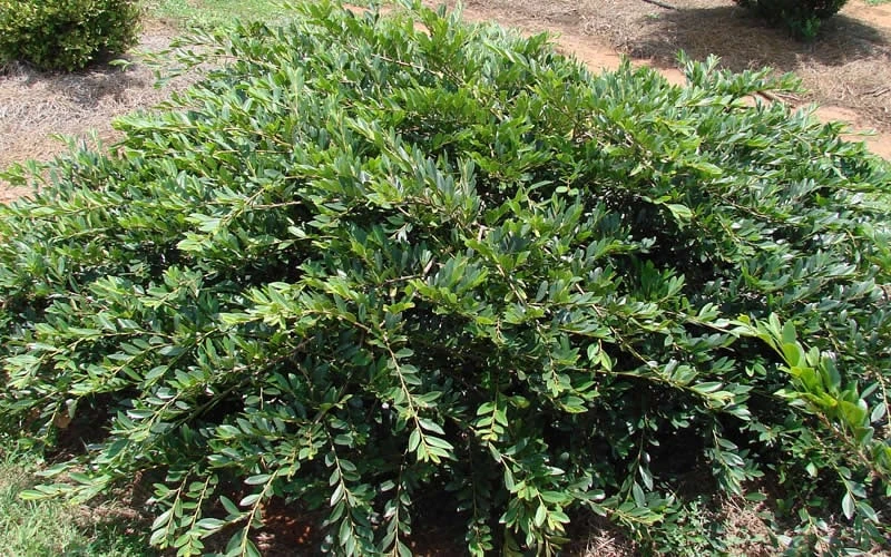 Vintage Jade Evergreen Witch Hazel (Distylium) - 3 Gallon Pot - Image 4