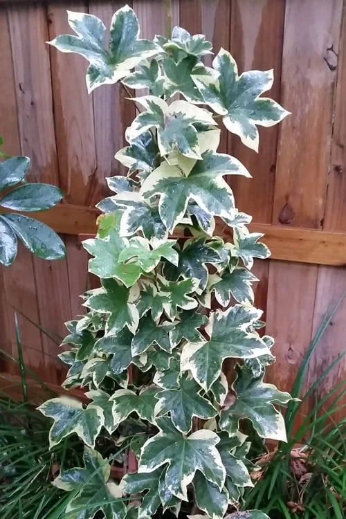 Angyo Star Fatshedera 1 Gallon Pot - Image 4