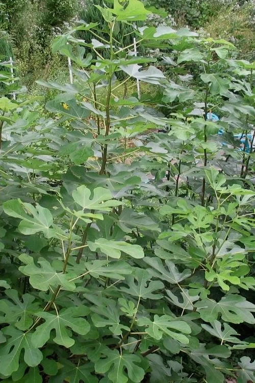 Black Mission Fig Tree - 3 Gallon Pot - Image 4