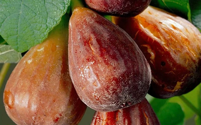 Brown Turkey Fig Tree - 6 Pack Of 1 Gallon Pots - Image 5