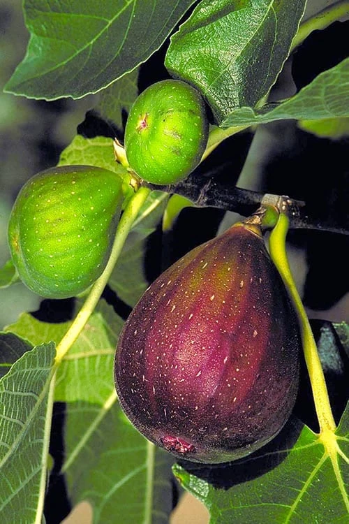 Brown Turkey Fig Tree - 6 Pack Of 1 Gallon Pots