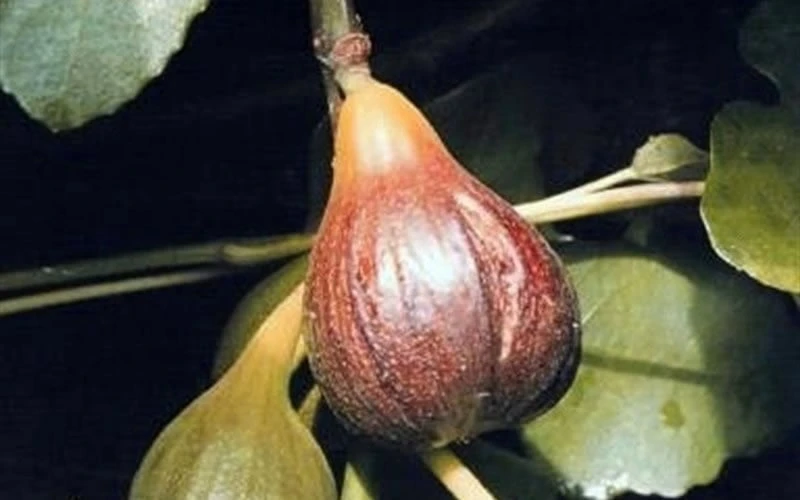 Magnolia Fig Tree - 1 Gallon Pot - Image 4
