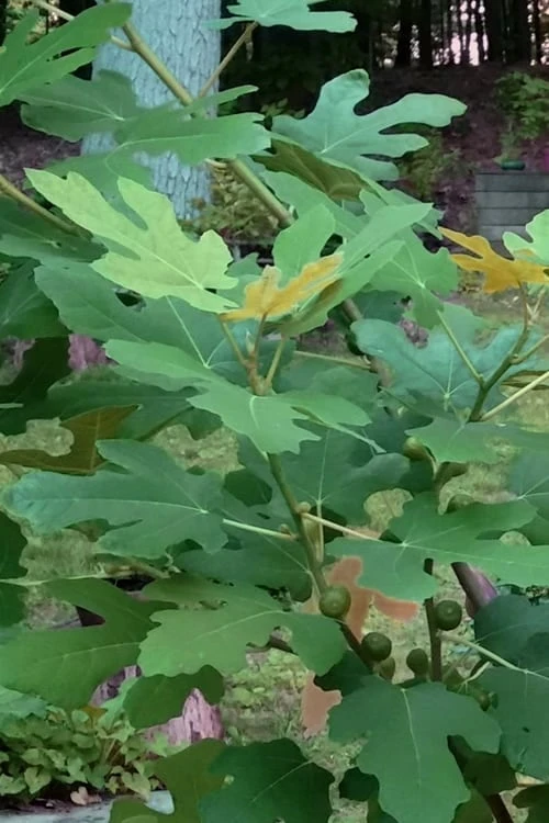 Texas Everbearing Fig Tree - 3 Gallon Pot - Image 8