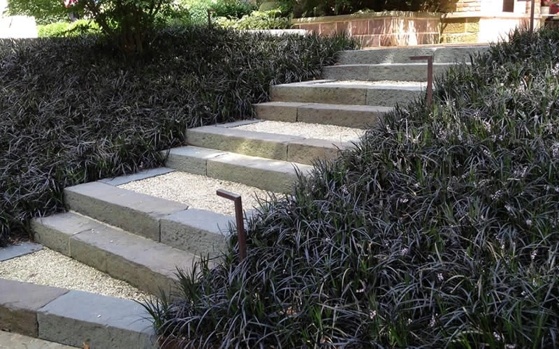 Black Mondo Grass (Ophiopogon Planiscapus 'Nigrescens') - 5 Pack Of Quart Pots - Image 4