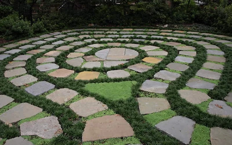 Kyoto Super Dwarf Mondo Grass - 3 Pack Of Pint Pots - Image 5