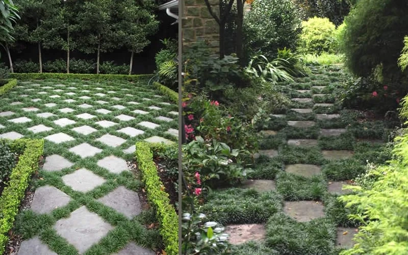 Kyoto Super Dwarf Mondo Grass - 3 Pack Of Pint Pots - Image 6