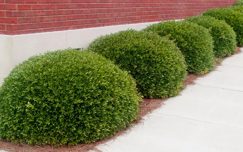 Bordeaux Dwarf Yaupon Holly - 1 Gallon Pot - Image 4