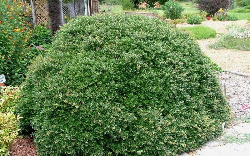 Bordeaux Dwarf Yaupon Holly - 1 Gallon Pot - Image 6