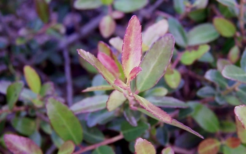 Bordeaux Dwarf Yaupon Holly - 1 Gallon Pot - Image 7