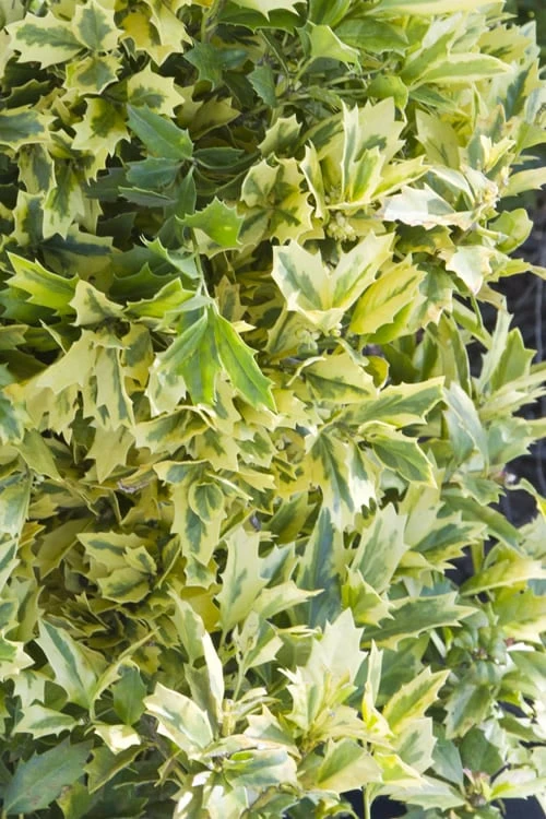 Golden Oakland Holly - 1 Gallon Pot - Image 4