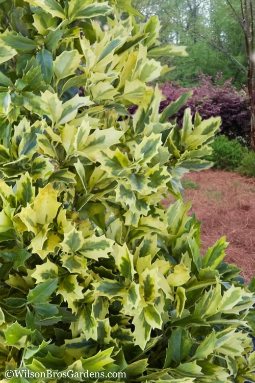 Golden Oakland Holly - 7 Gallon Pot - Image 5