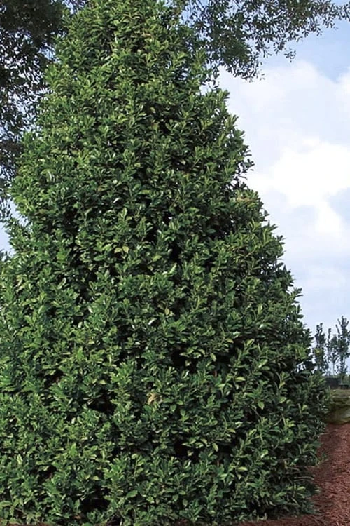 Oakland Holly - 3 Gallon Pot - Image 6