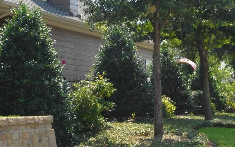 Oakland Holly - 3 Gallon Pot - Image 5