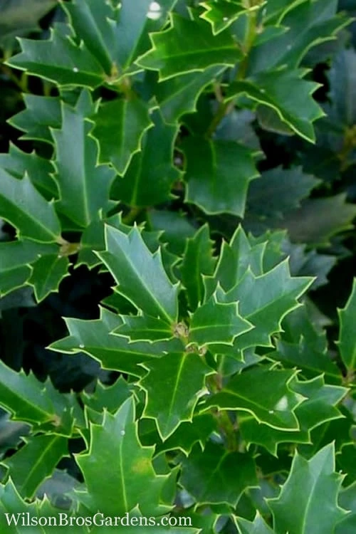 Oakland Holly - 3 Gallon Pot