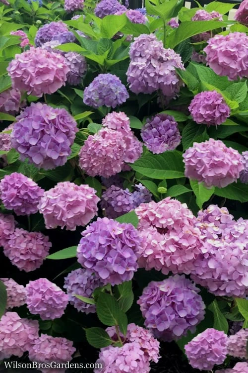 All Summer Beauty Hydrangea - 3 Gallon Pot - Image 4