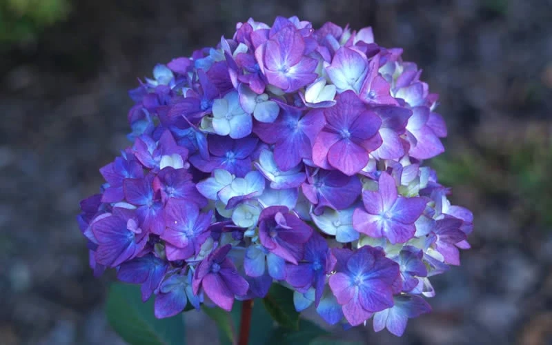 Bloomstruck Endless Summer Hydrangea - 3 Gallon Pot - Image 4