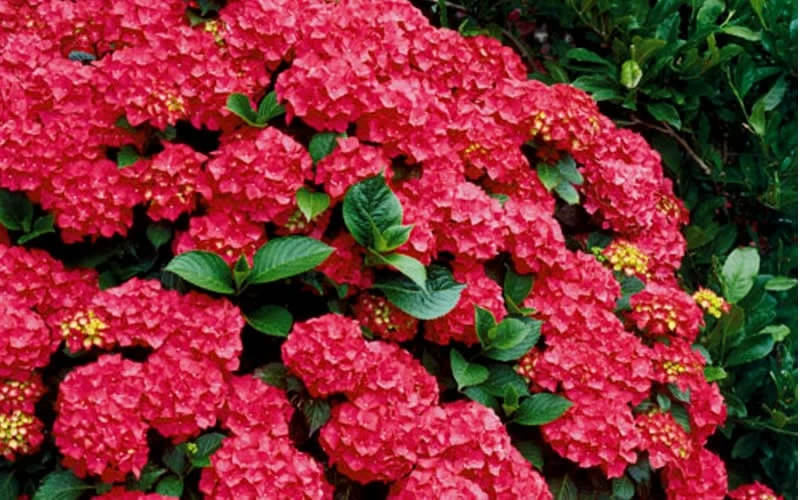 Cardinal Red Hydrangea - 1 Gallon Pot - Image 5