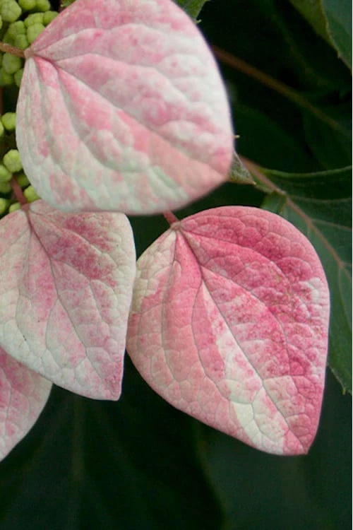 Rose Sensation Pink Climbing Hydrangea Vine - 1 Gallon Pot - Image 5