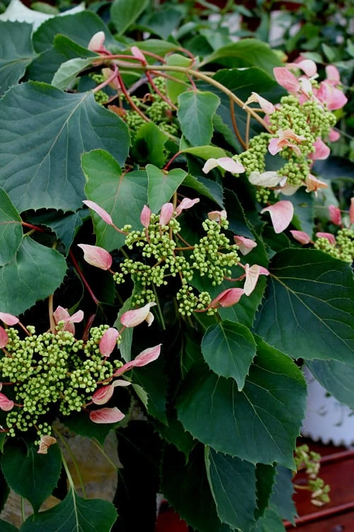Rose Sensation Pink Climbing Hydrangea Vine - 3 Gallon Pot - Image 7