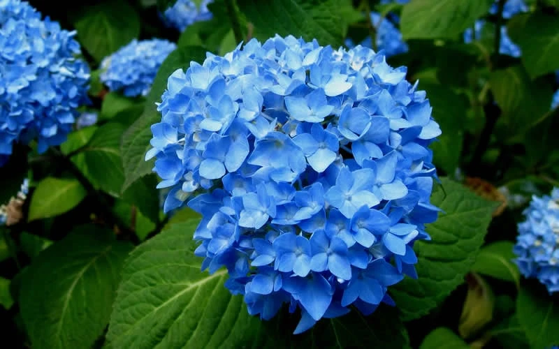 Endless Summer Hydrangea Original - 7 Gallon Pot - Image 7