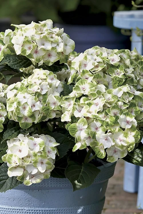 Everlasting Noblesse Hydrangea - 3 Gallon Pot - Image 4