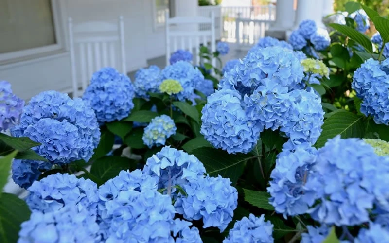 Nikko Blue Hydrangea - 3 Gallon Pot - Image 4
