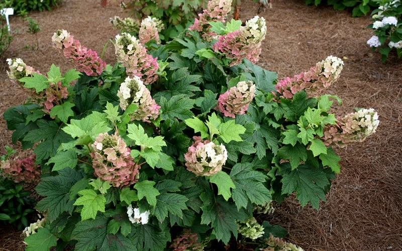 Jetstream Oakleaf Hydrangea - 3 Gallon Pot - Image 4