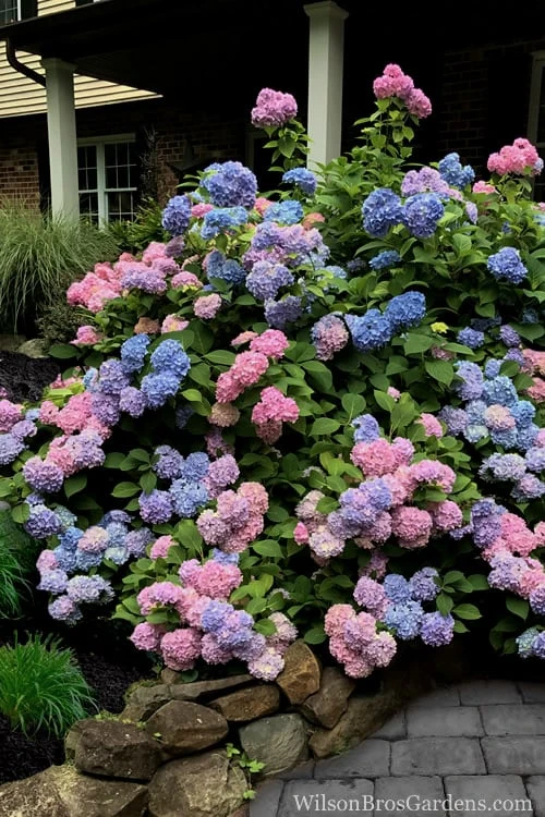 L.A. Dreamin' Hydrangea - 2 Gallon Pot - Image 5