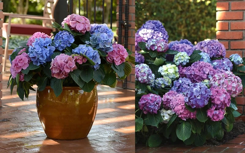 L.A. Dreamin' Hydrangea - 2 Gallon Pot - Image 4